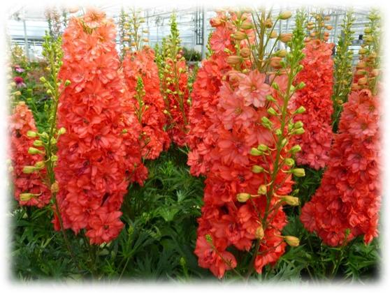 Photo courtesy of Growing Colors
