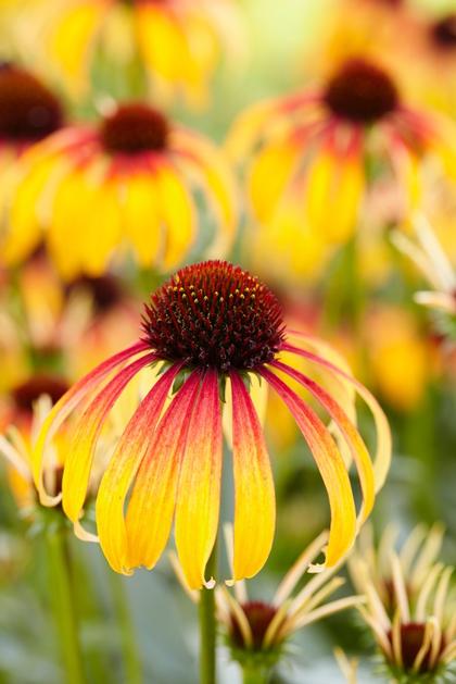 Echinacea
