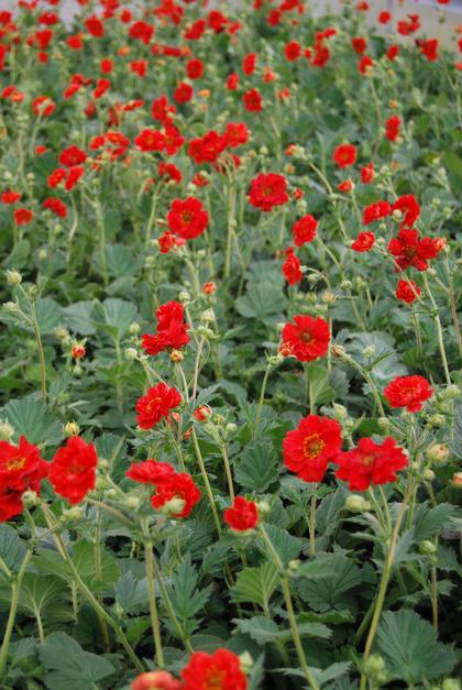 Geum