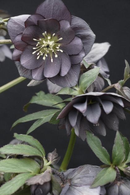 Helleborus