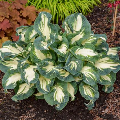 Hosta