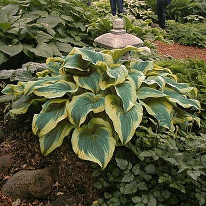 Hosta