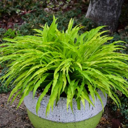 Hosta