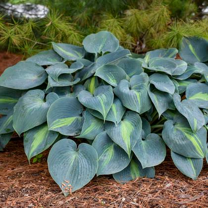 Hosta