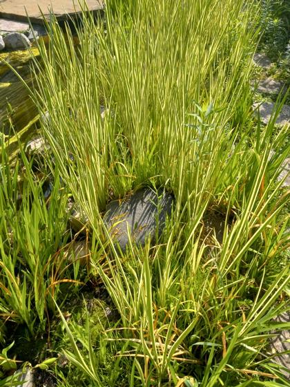 Iris pseudacorus 'Variegated' - Yellow Flag NEW 2023 from Rush Creek Growers