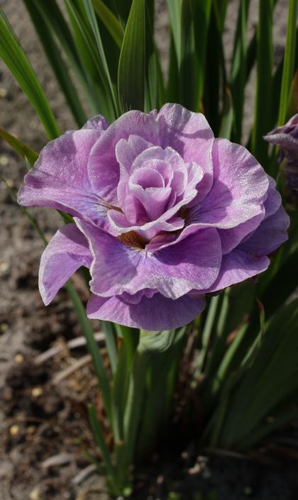 Photo courtesy of Growing Colors