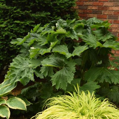 Ligularia