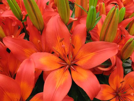 Lilium