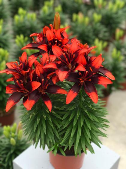Lilium