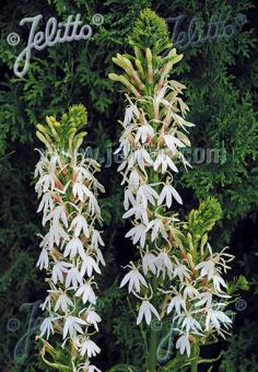 Lobelia cardinalis