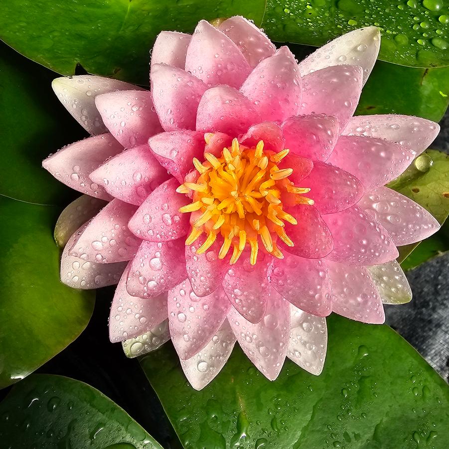 Nymphaea