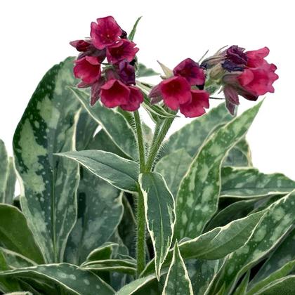 Photo courtesy of Terra Nova Nurseries.