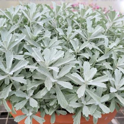 Artemisia