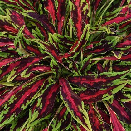 Coleus