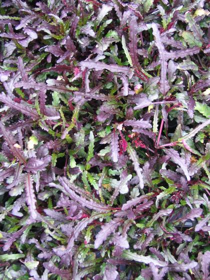 Hemigraphis repanda