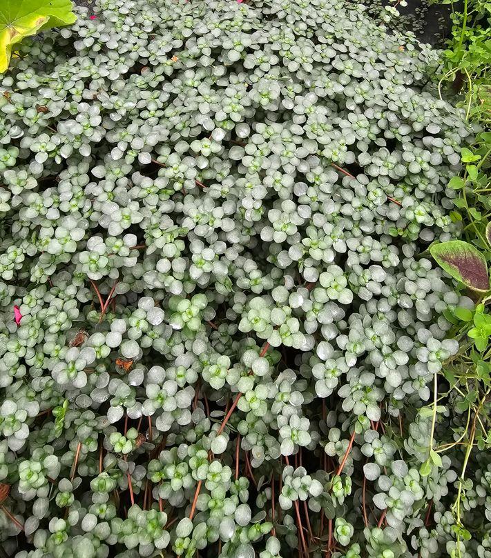 Pilea glauca 'Mystifall' - from Rush Creek Growers