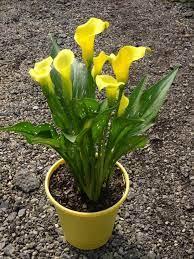 Calla