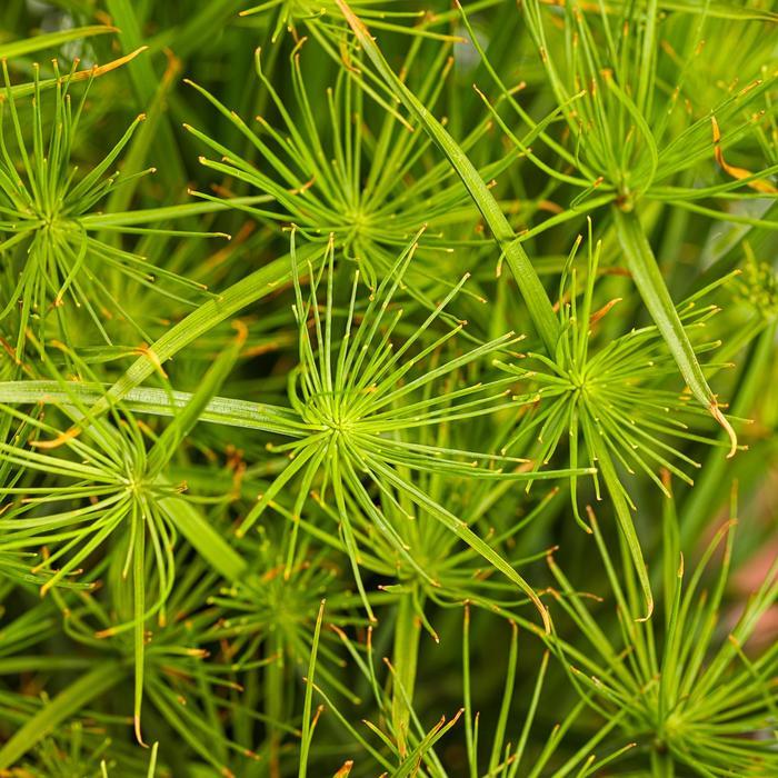 Cyperus papyrus 'Nile Queen' - from Rush Creek Growers