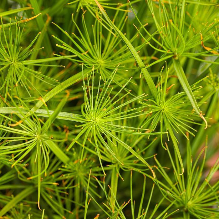 Cyperus papyrus 'Nile Queen' - NEW 2023 from Rush Creek Growers