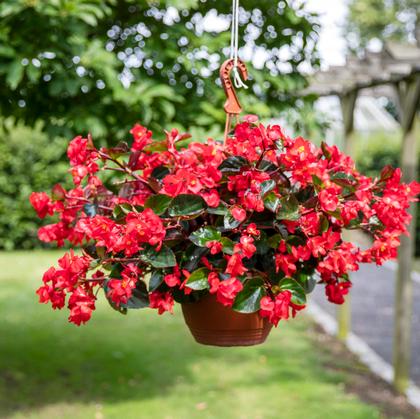 Begonia