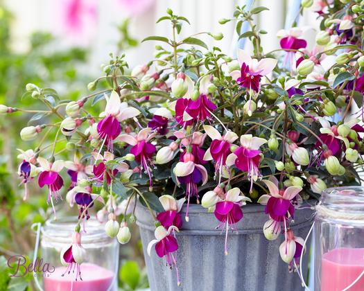 Fuchsia