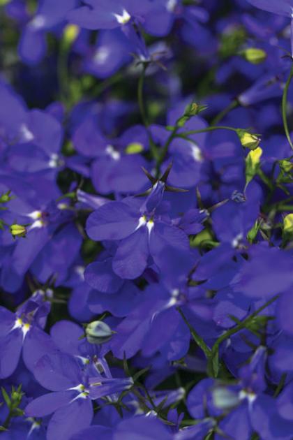 Lobelia