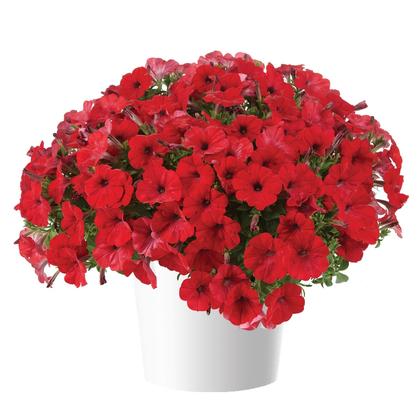 Petunia