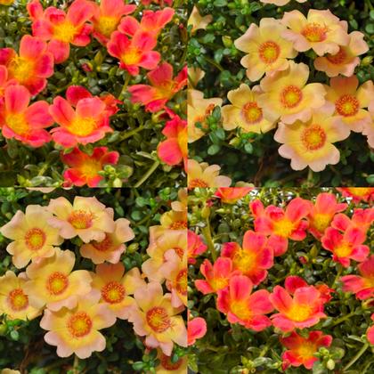 Purslane