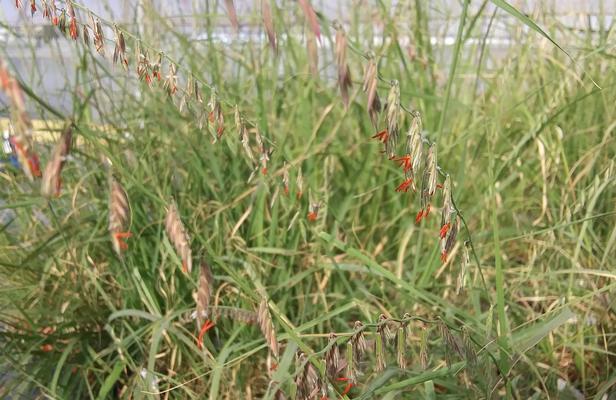 Bouteloua curtipendula