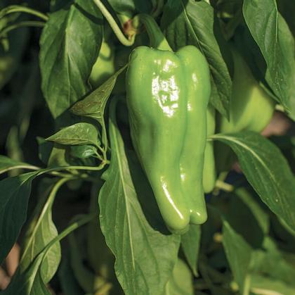 Pepper