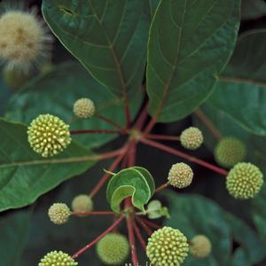 Cephalanthus occidentalis - Common Buttonbush NEW 2023 from Rush Creek Growers