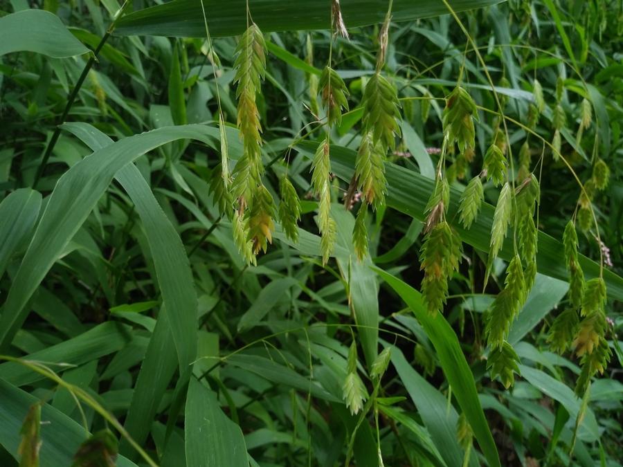 Chasmanthium latifolium - Inland Sea Oats, River Oats from Rush Creek Growers Photo courtesy of iNaturalist