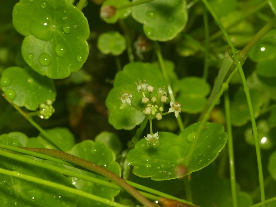 Hydrocotyle umbellata