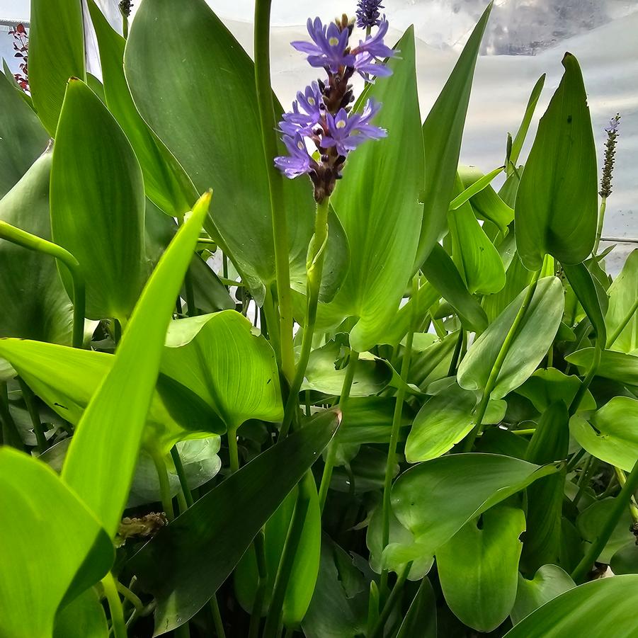 Pontederia cordata - Pickerel Weed from Rush Creek Growers Photo RCG