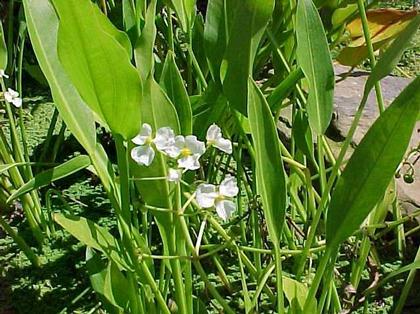Saggittaria latifolia