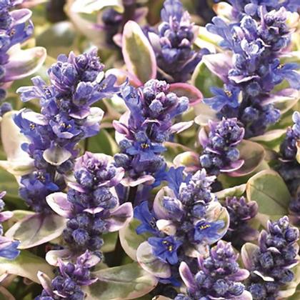 Ajuga tenorii