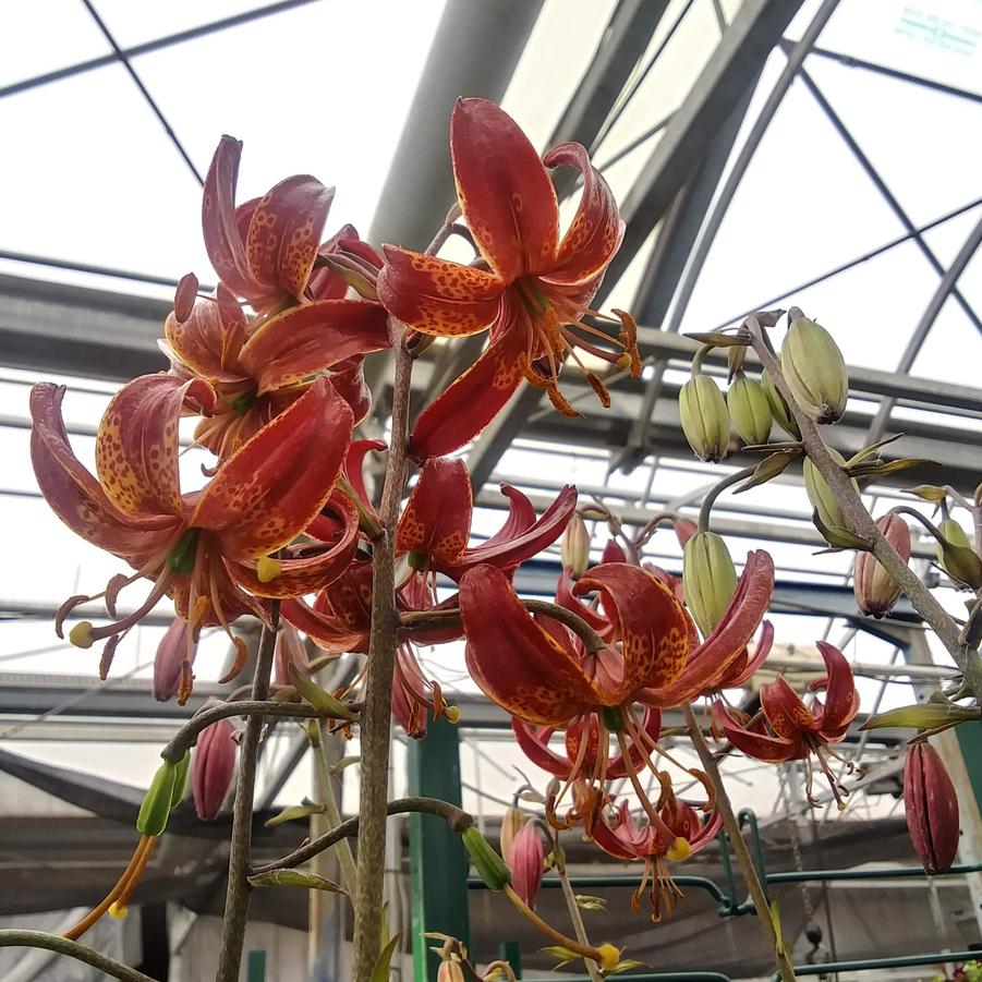 Lilium martagon