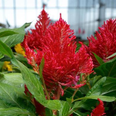 Celosia 'Flamma Bright Red' - Photo courtesy of Ball