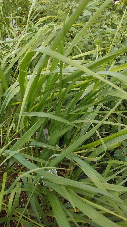 Sweet Grass Heirochloe odorata 