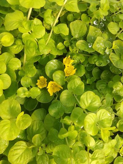 Lysimachia nummularia 'Goldilocks' - Moneywort from Rush Creek Growers