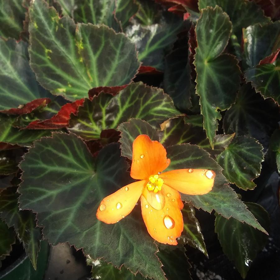 Begonia boliviensis 'Sparks Will Fly' - from Rush Creek Growers