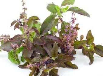 Photo courtesy of Kitazawa Seed Co.