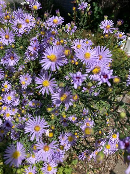 Aster laevis 