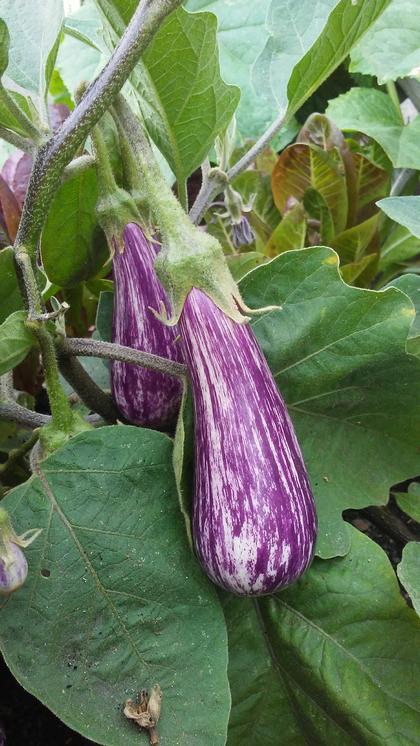 Eggplant Fairy Tale Hybrid