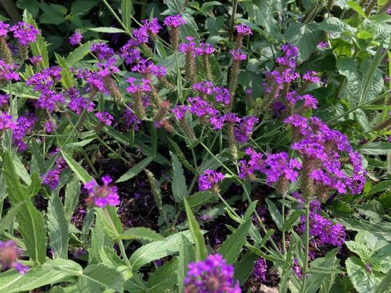 Verbena rigida 'Dazzling Nights' - Slender Vervain from Rush Creek Growers