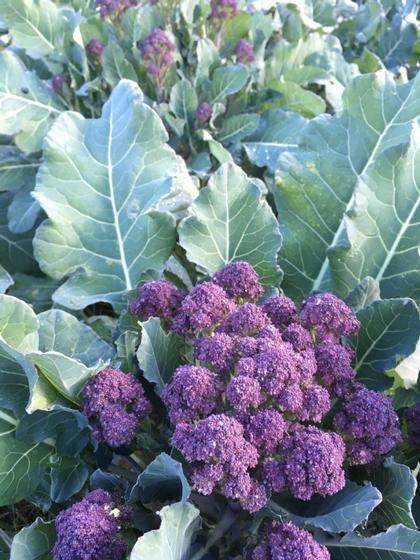 Broccoli 'Burgundy Sprouting' - from Rush Creek Growers