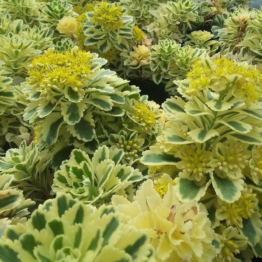 Sedum takesimense 'Atlantis' - Stonecrop from Rush Creek Growers