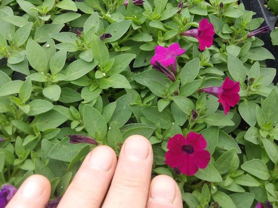 Petunia 'Itsy™ Magenta' - NEW 2021 from Rush Creek Growers