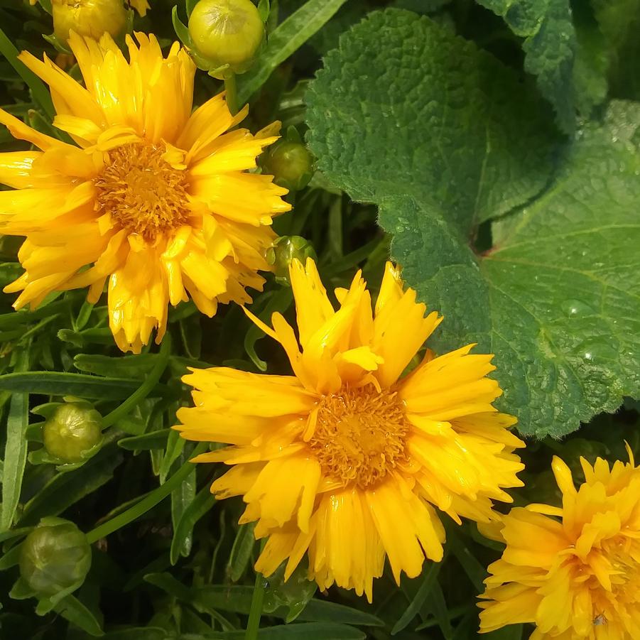 Coreopsis grandiflora 'Double the Sun' - Tickseed from Rush Creek Growers