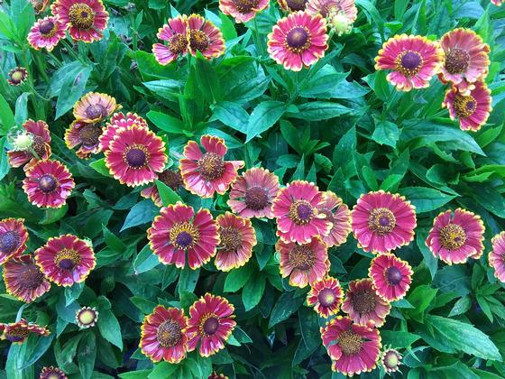 Helenium autumnale 'Mariachi™ Bandera' - Sneezeweed from Rush Creek Growers